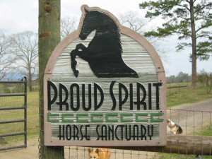 Inspiring story of an abused horse - start of Proud Spirit Horse Sanctuary
